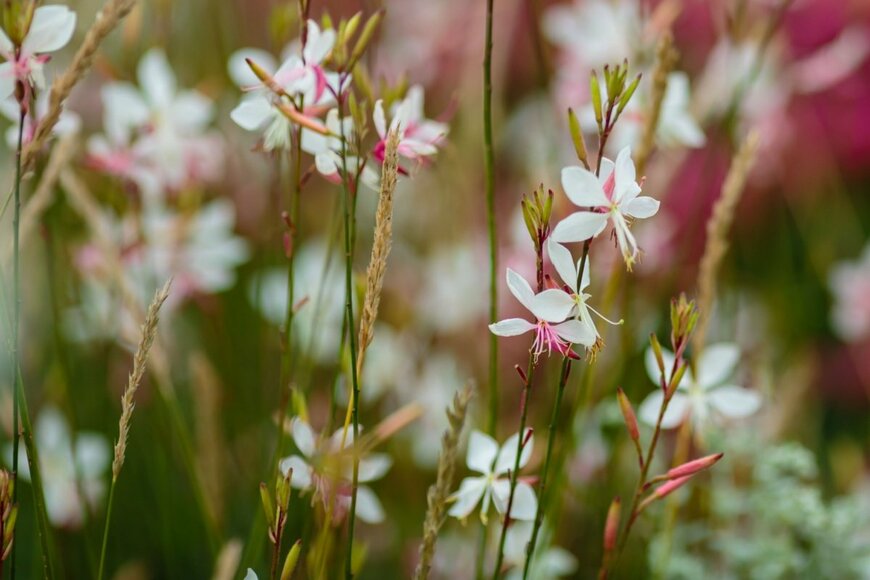Flower_Garden/shutterstock.com