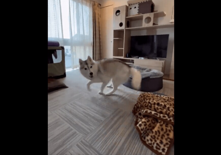 出所：@Livewithhusky