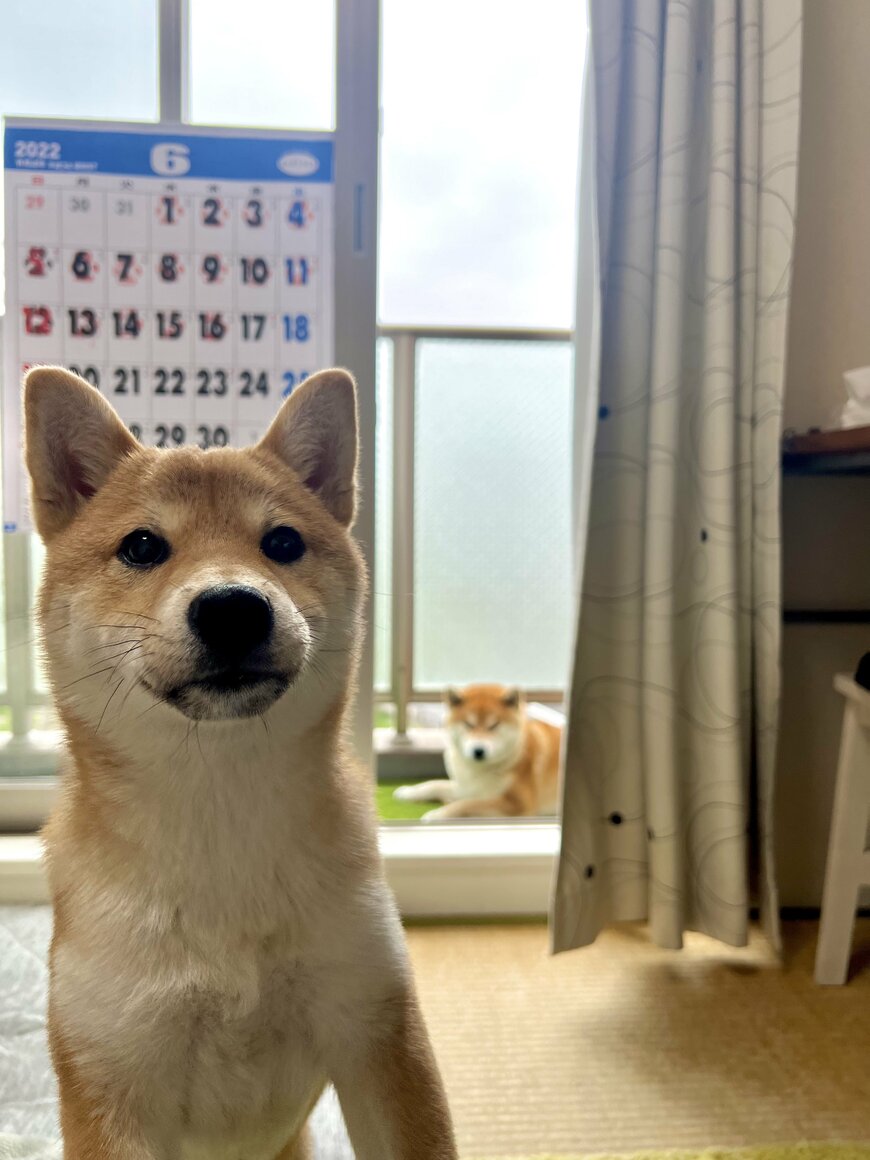 出所：@Shibamugi28