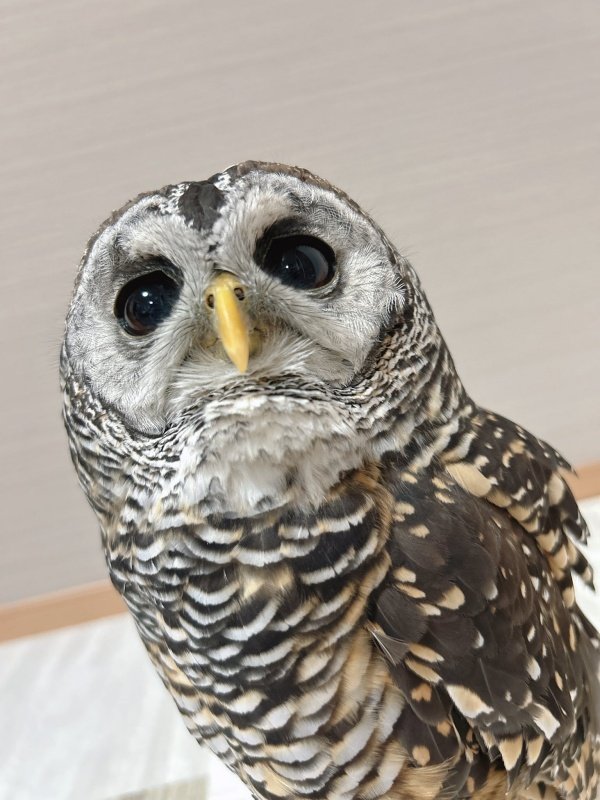 出所：@kanata_akas