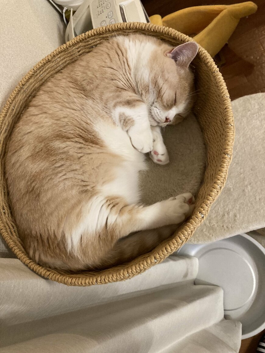 出所：@nekotansoku