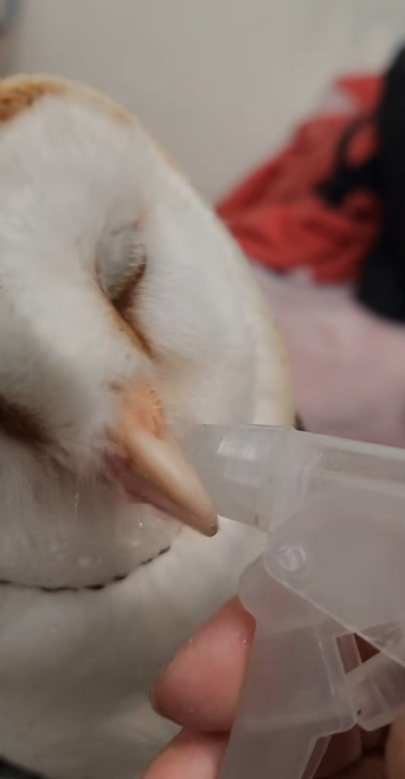 出所：@miki4wan108