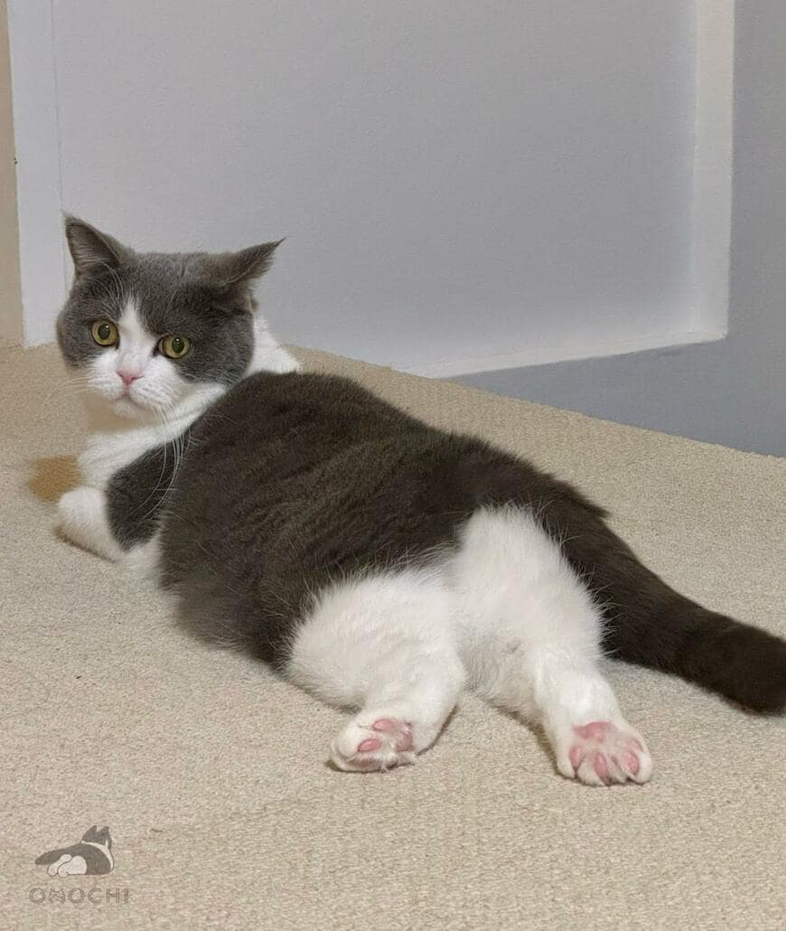 出所：@omochiomoching