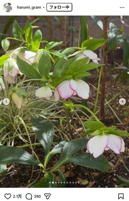 出所：栗原はるみのInstagram（＠harumi_gram） 参照日：2026年3月18日