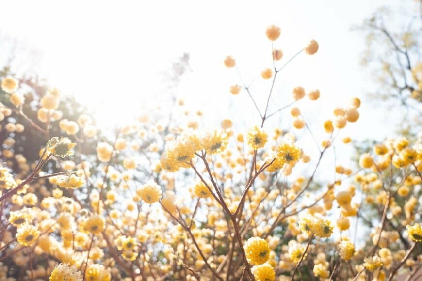 群馬県で知る人ぞ知る「春の黄金郷」を撮影　幻想的な光景に「初めて知った」「すごい密度」と驚きの声