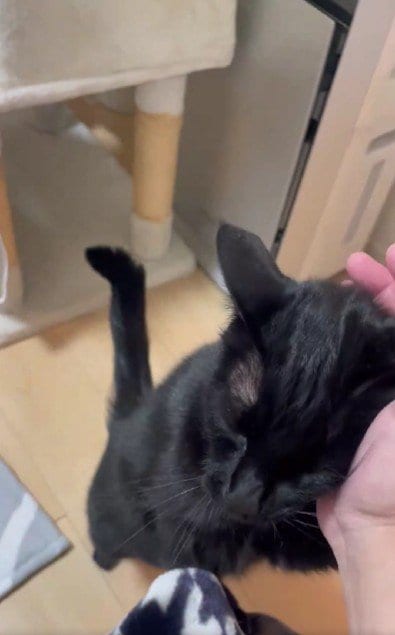 出所：＠Teagle_Noir