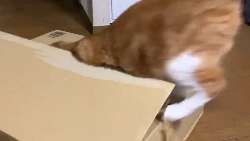 出所：@Beercat_Ana_Dar