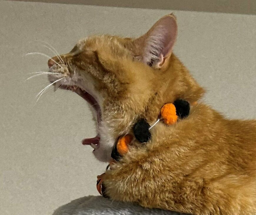 出所：@Beercat_Ana_Dar