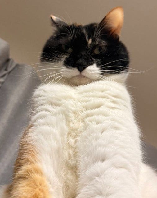 出所：@asjSvnCZl18wKXM