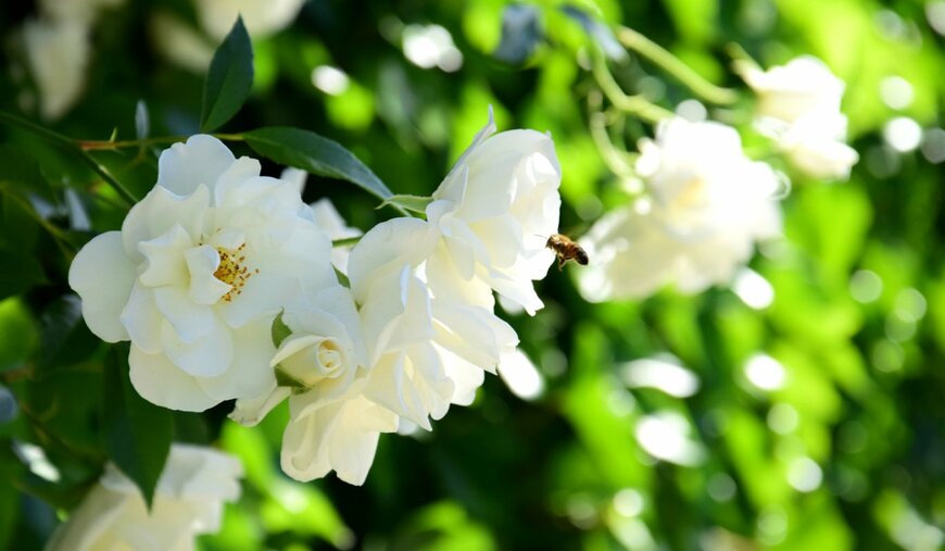 【ガーデニング】魅惑のつるバラ「ランブラーローズ」仕立て方とオススメ品種7選