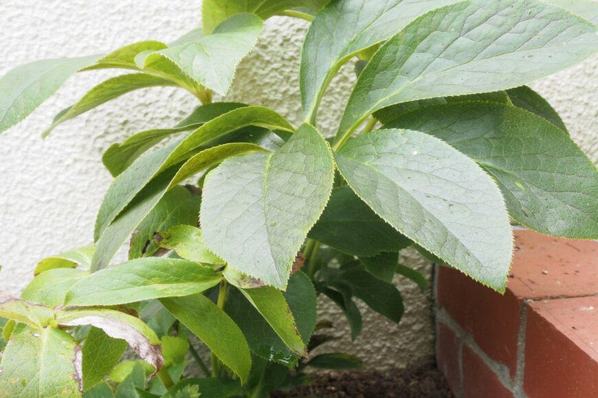 クリスマスローズの葉。