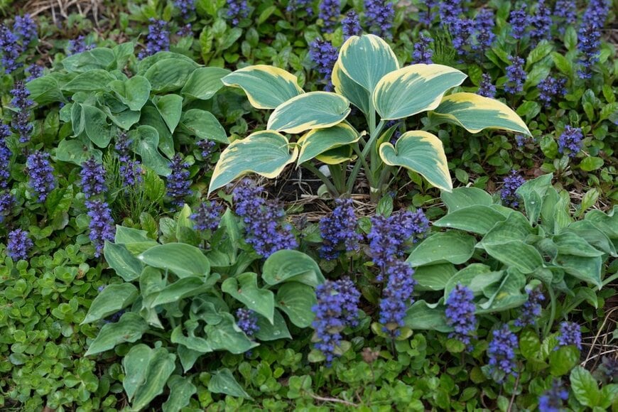 青い花を咲かせているアジュガと、緑の葉のギボウシ
