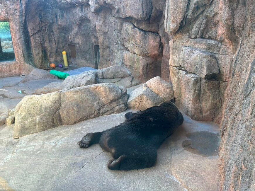 神戸市立王子動物園
