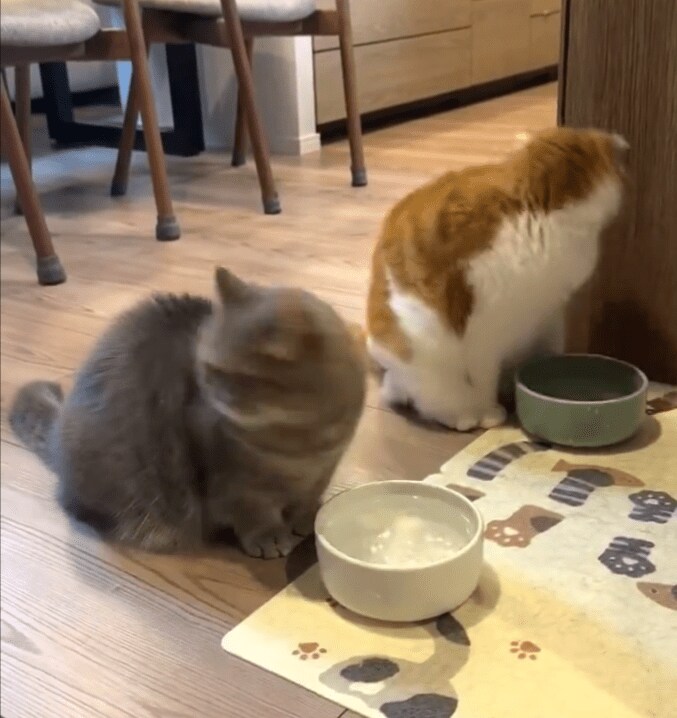 シンクロする猫