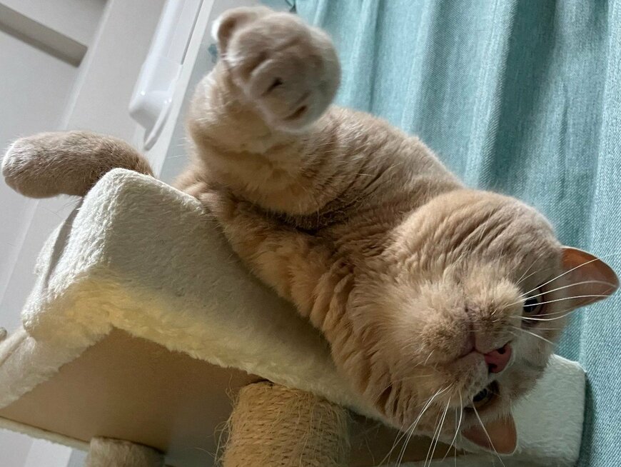 「グータッチ」