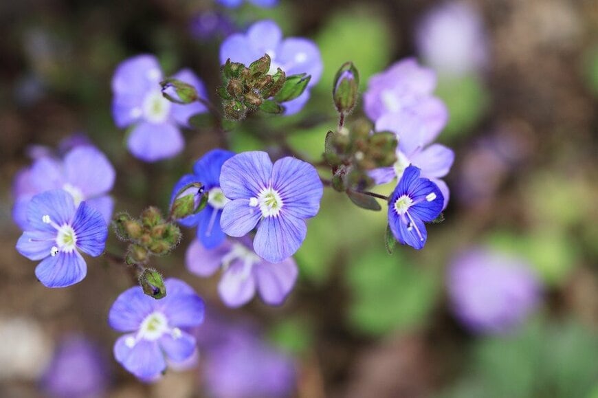 青紫の花を咲かせているベロニカ・オックスフォードブルー