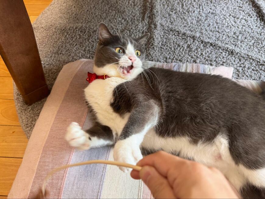 ダイエット中の猫