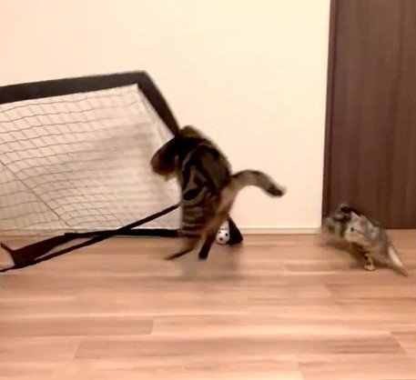 猫とゴールから逃げ出す猫