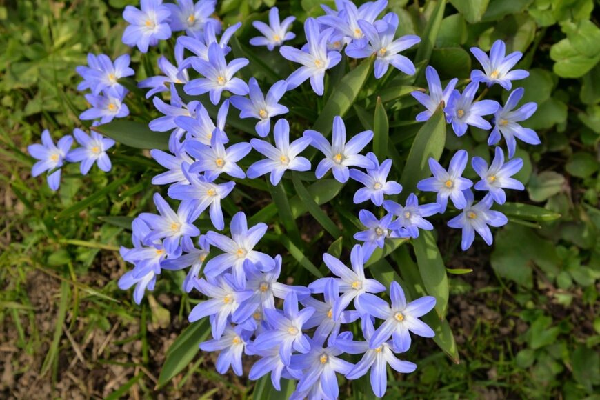 シラーの花。色は薄い紫