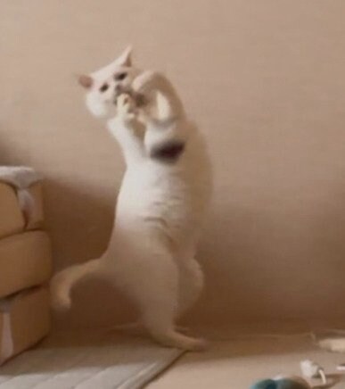 おもちゃを捕まえようとする猫