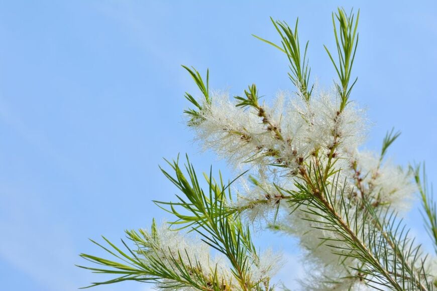 白い花を咲かせている、メラレウカ