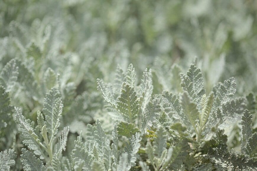 シルバーレース