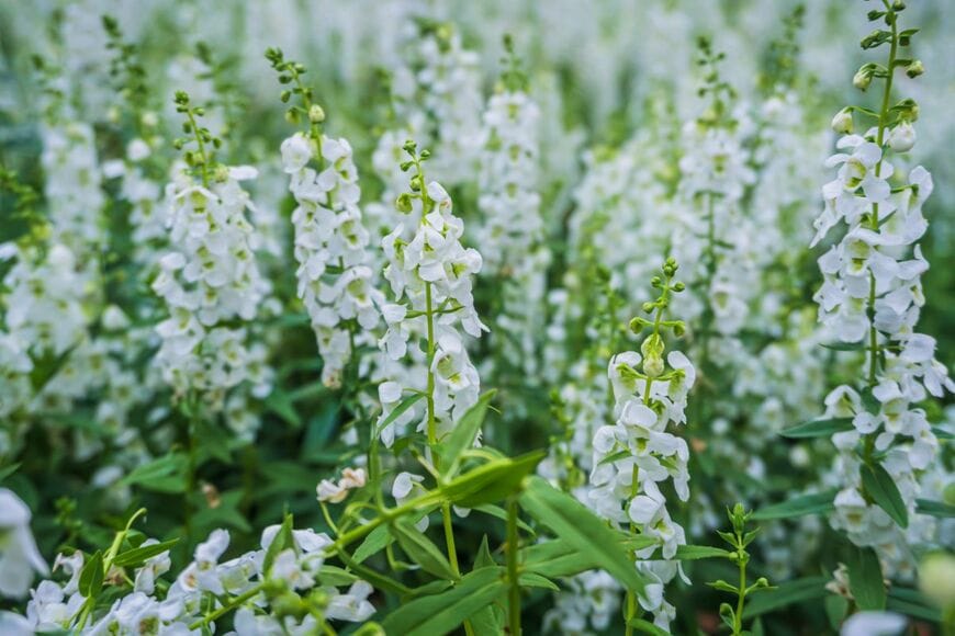 寄せ植えや庭に立体感をもたらす「アンゲロニア」