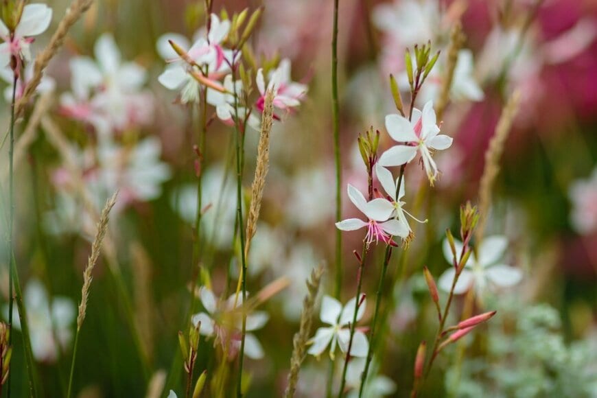 白い花を咲かせている、ガウラ