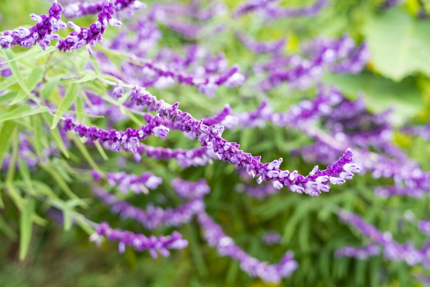 宿根サルビアの一種。アメジストセージ。色は紫、細長い花姿。