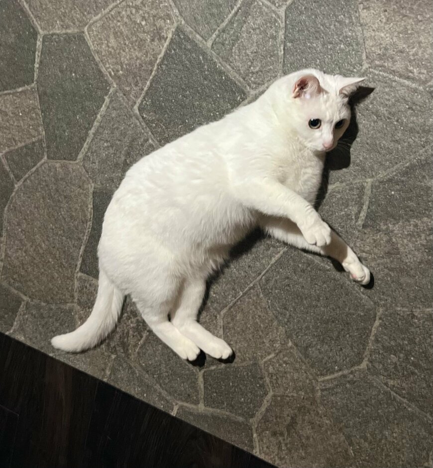 目を丸くする猫