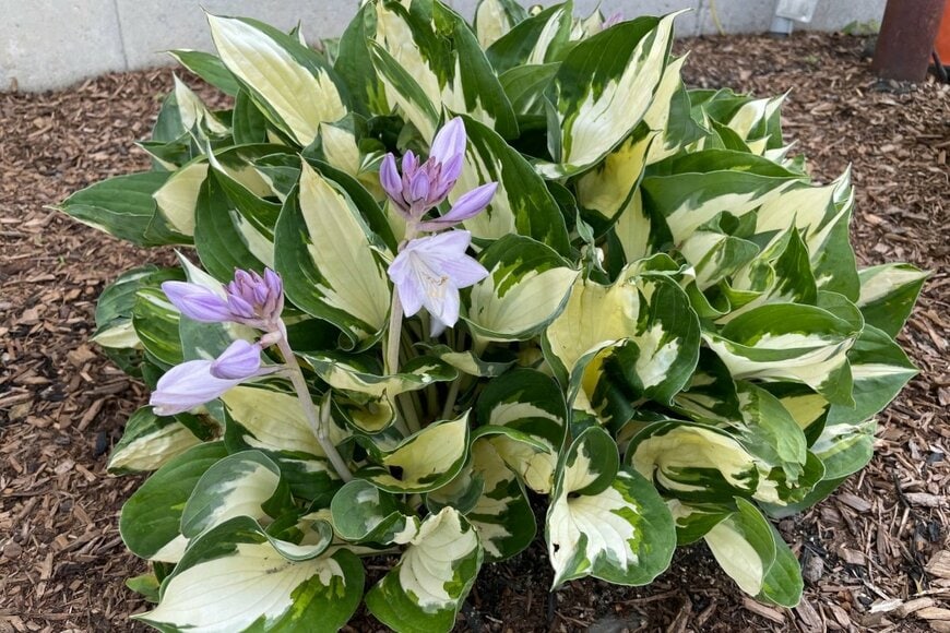 ホスタが植えられている。花の色はピンク。