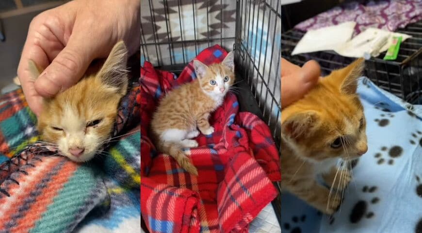 ケアを受けながら少しずつ落ち着いていく子猫