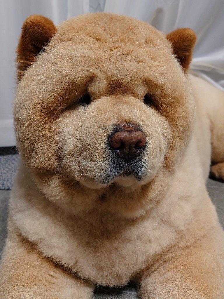 かわいいくり蔵くん