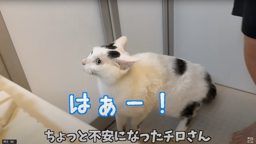 シャンプーするムキムキ猫ちゃん
