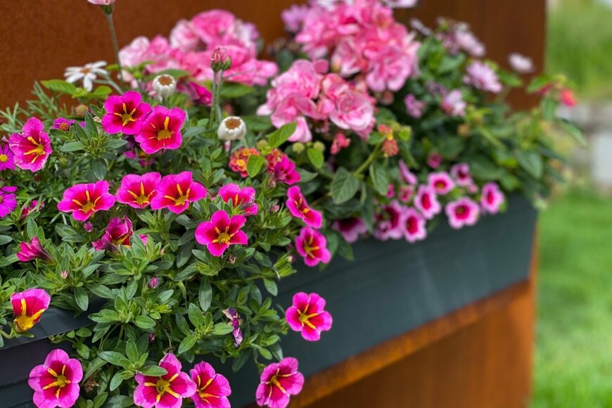 ピンクの花の寄せ植え。花はカリブラコア、ゼラニウムなど。