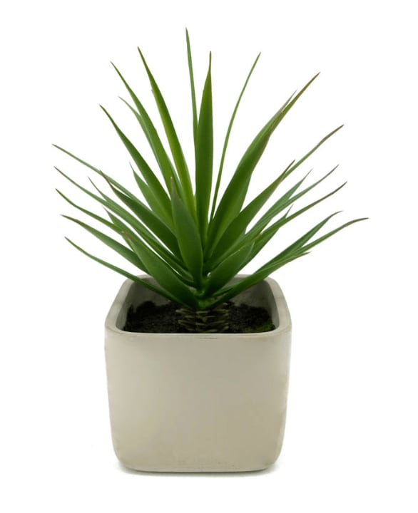 出所：株式会社ニトリホールディングス　消臭剤配合グリーン ソードグラス（HA01）