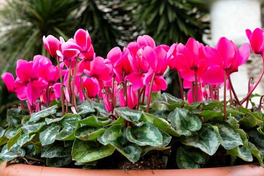 濃いピンクの花が満開のガーデンシクラメン