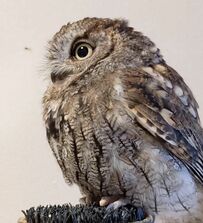 【まだ寝たくないフクロウ】おやすみの時間なのに…お目目ぱっちりで粘る姿が可愛い！