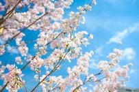 京都の伏見十石舟で撮影した「桜のリフレクション」　幻想的な水鏡の世界に「全方向から楽しめる」