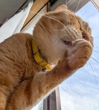 「エア」マイクで猫ちゃんが気持ち良く熱唱！？歌声が聞こえてきそうな表情が可愛すぎる