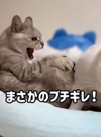 「何回見ても笑える」同居猫に怒られた猫ちゃんの姿にSNSユーザーが爆笑