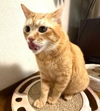 「あと5分…」まだまだ寝足りない？　 猫ちゃんの無防備な「おやすみ顔」に癒やされる 