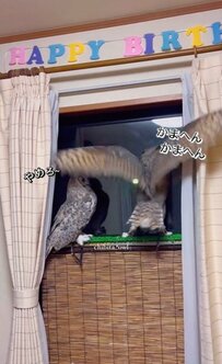 【対照的なフクロウ】性格が正反対なフクロウにSNSでは「まだまだお子ちゃま」の声！