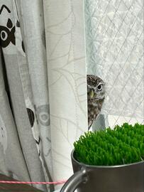 【ひょっこりフクロウ】カーテンに隠れる姿が可愛すぎる！シャイな表情に胸キュン