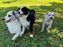 外出した「ママの帰りを待つ犬」　総勢5匹で「入り待ち」する姿に癒やされてしまう