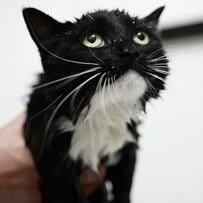 【防水じゃなかったの…？】濡れてしまった猫さん、なんだか悲しそうな顔に注目？！