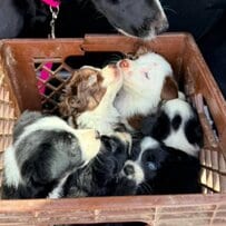 【保護犬】痩せこけた母犬と病気の子犬 「犬の親子」が保護された様子に胸を打たれる
