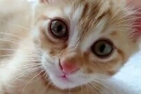 かわいい「子猫」が成長した結果→まさかの変化に思わず目を疑う
