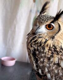 【おっさん走りで登場するフクロウ】仁王立ちからの82歳のばあちゃんにデレる姿に「笑える！」「癒される」