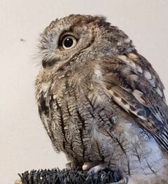 【まだ寝たくないフクロウ】おやすみの時間なのに…お目目ぱっちりで粘る姿が可愛い！